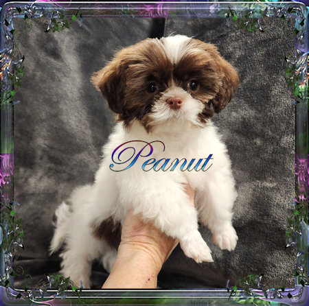 Tiny little male chinese imperial shih tzu puppies for sale teacup